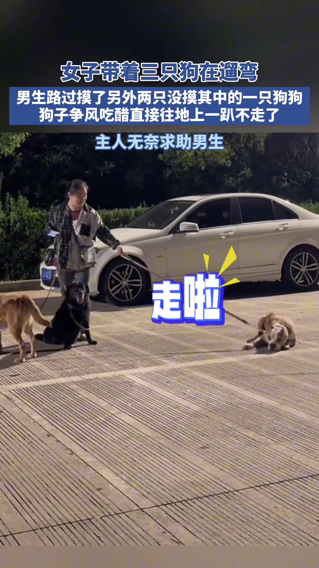 路人男生摸了两只狗狗另一只狗狗争风吃醋直接赖在地上不走了