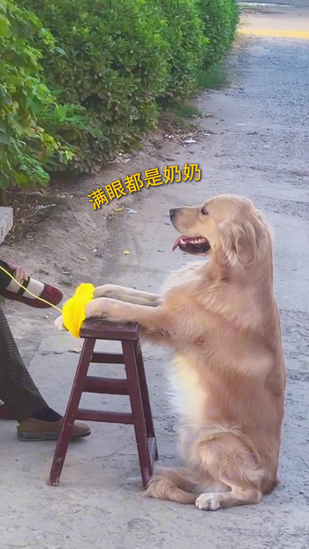 小金毛：帮奶奶干活儿，我可是两把好“手”！