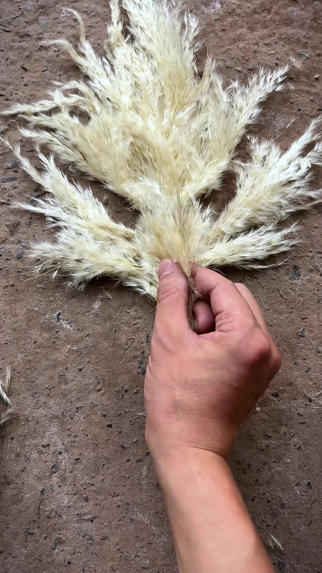 把秋天的第一簇芦花拼成一幅美画！