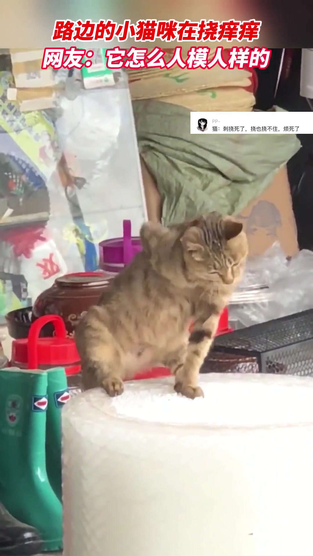 猫咪看着不像本地喵啊