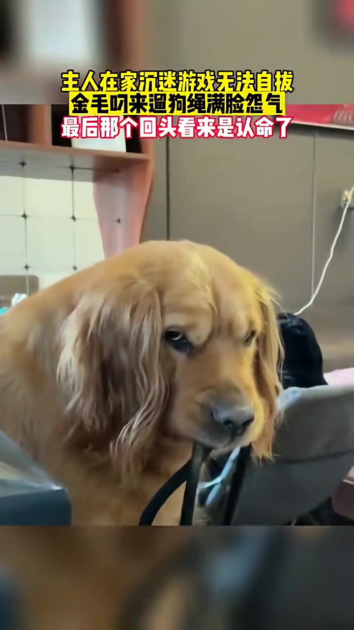 狗狗：这家我一天都不想呆