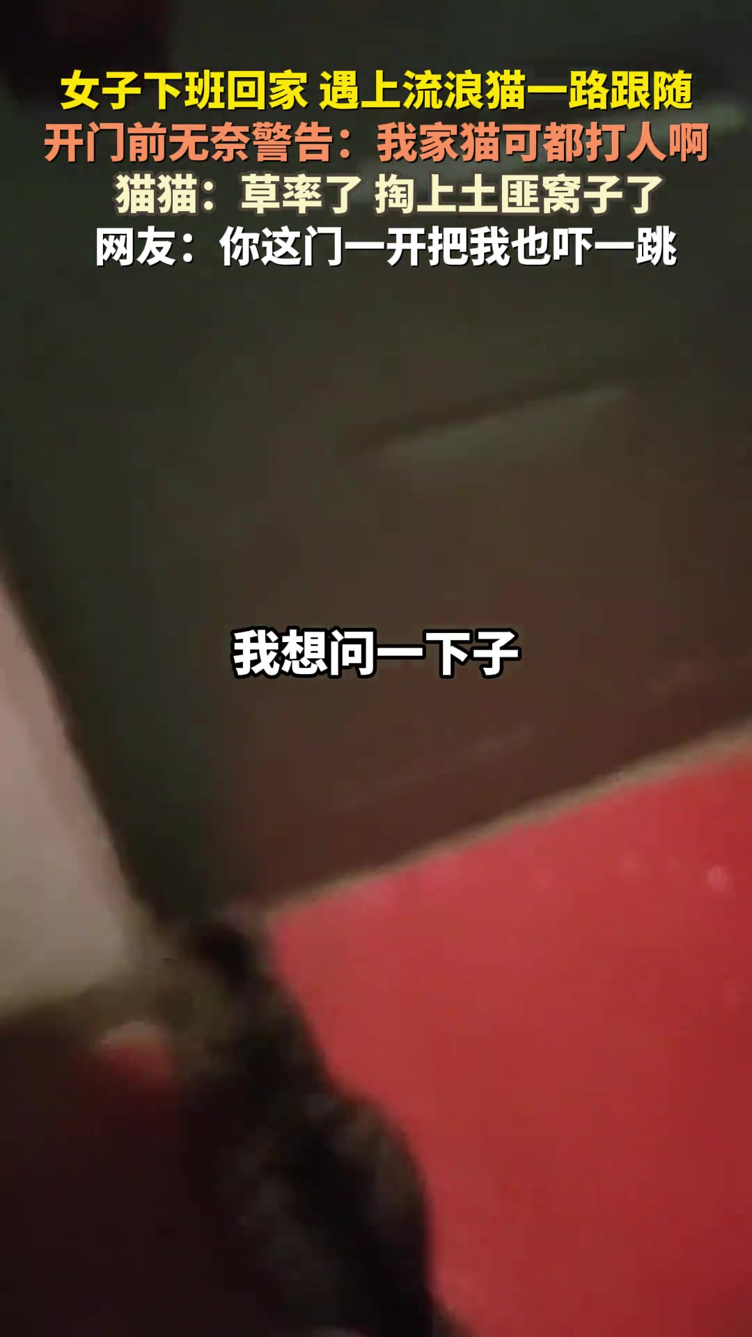 女子下班回家遇上流浪猫一路跟随，开门前警告：我家猫可都打人啊
