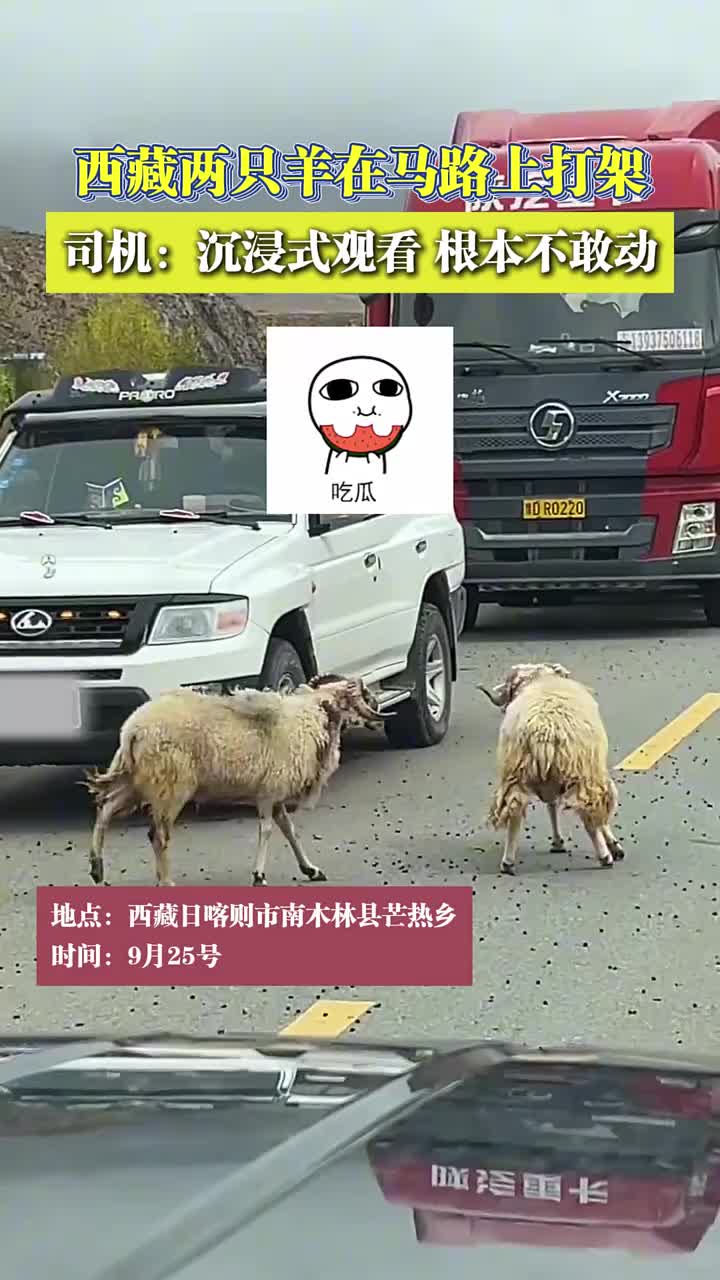 两只羊在马路上打架，司机：沉浸式观看，根本不敢动！