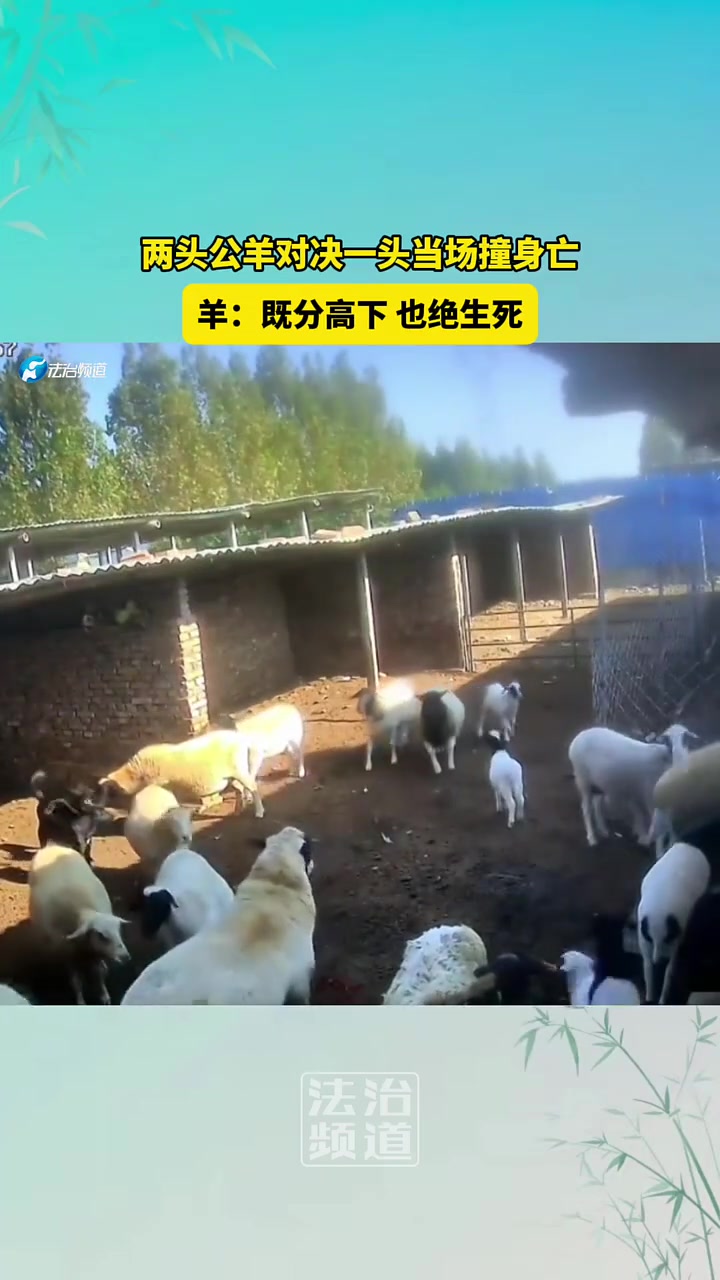 两头公羊的对决时刻
