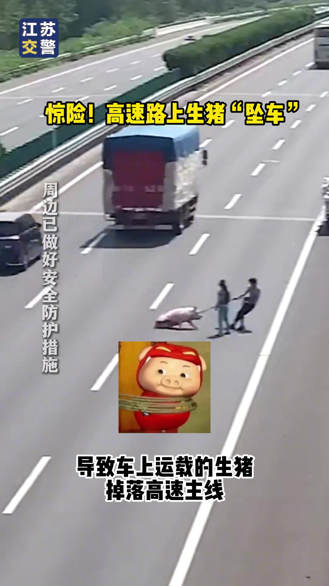 惊险！高速路上生猪“坠车”！！！