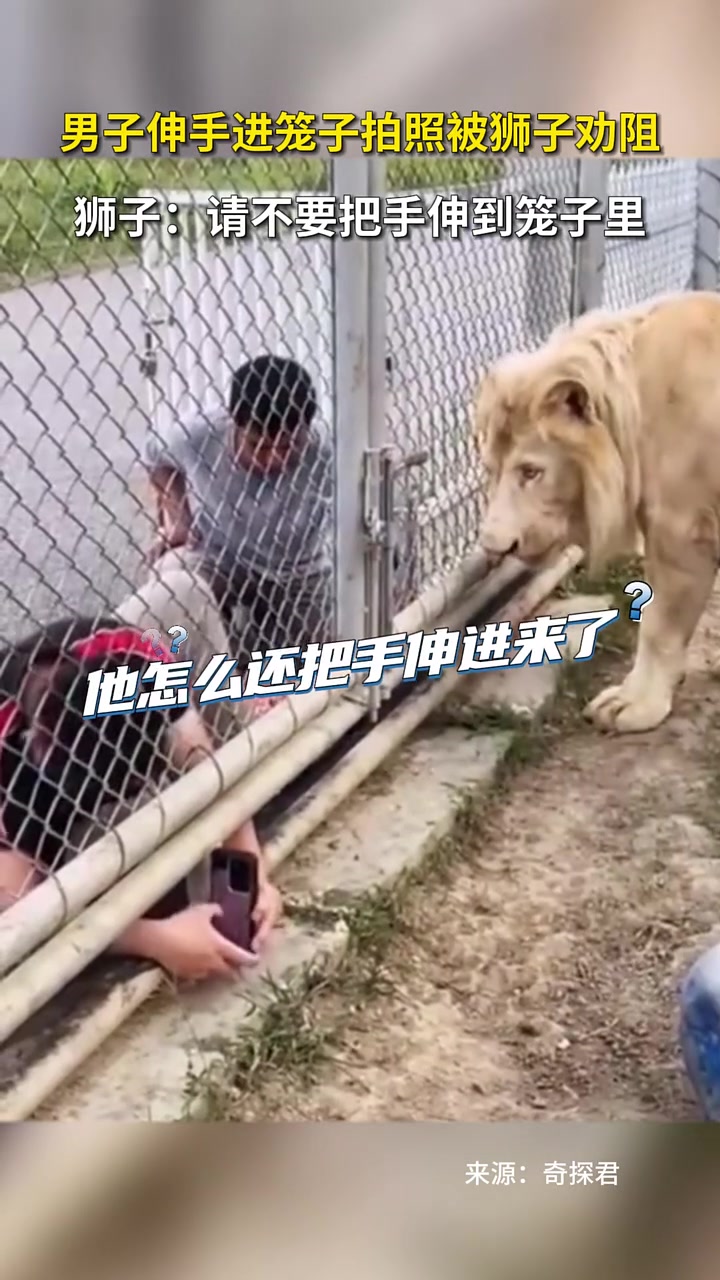 狮子：请不要把手伸到笼子里！！！
