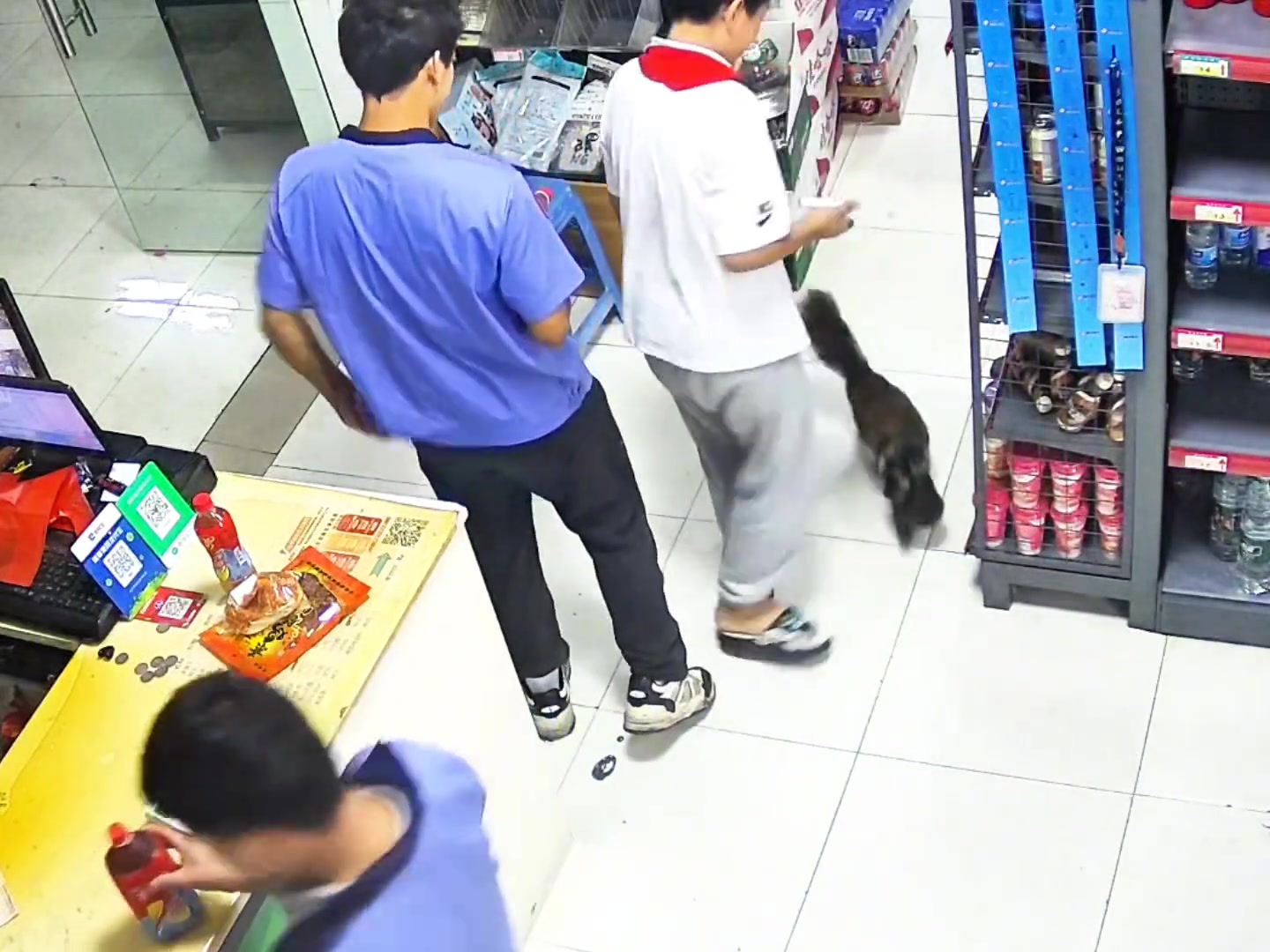 长期0元购火腿的小可爱,把它的第二个崽崽叼给店主！