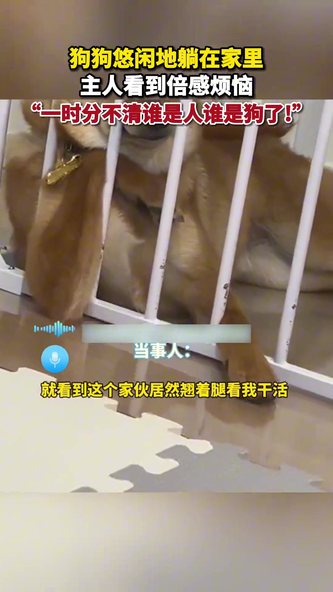 狗狗悠闲地躺在家里，“一时分不清谁是人谁是狗了”！