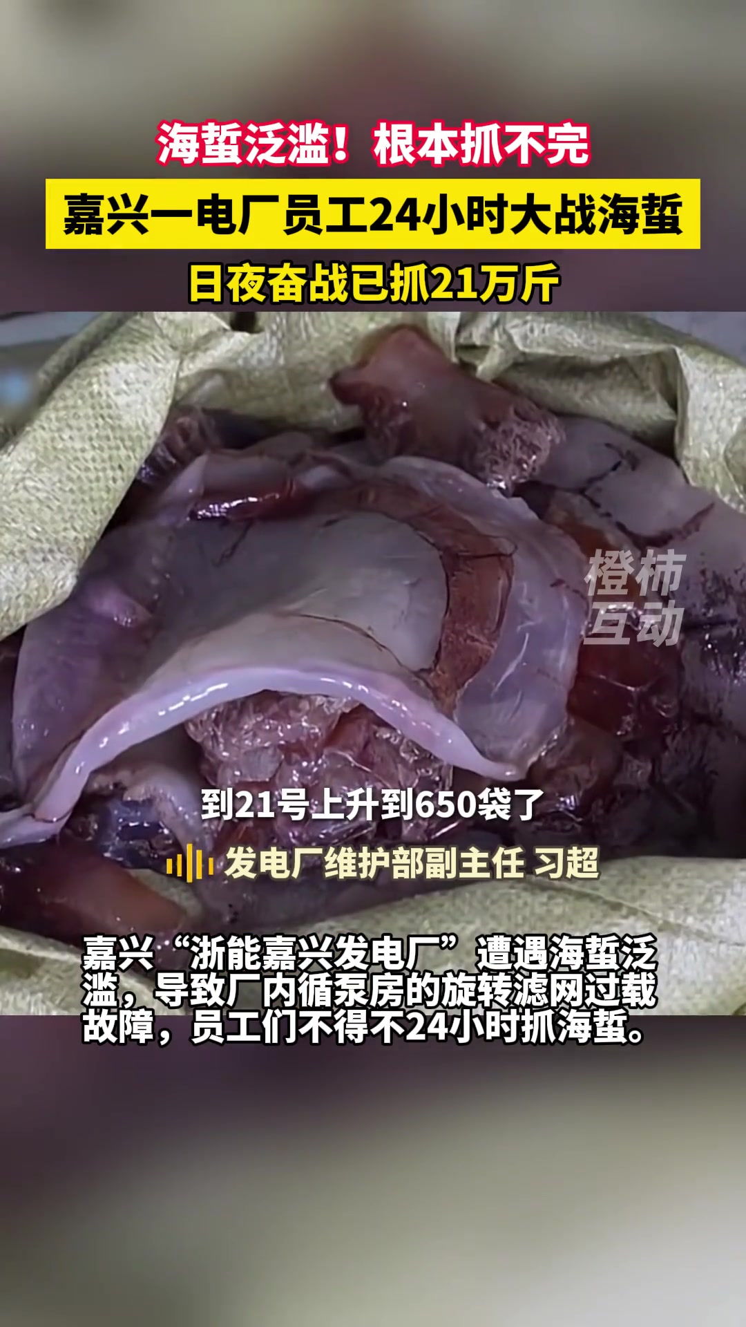 抓不完！根本抓不完！嘉兴一发电厂遭“海蜇泛滥”