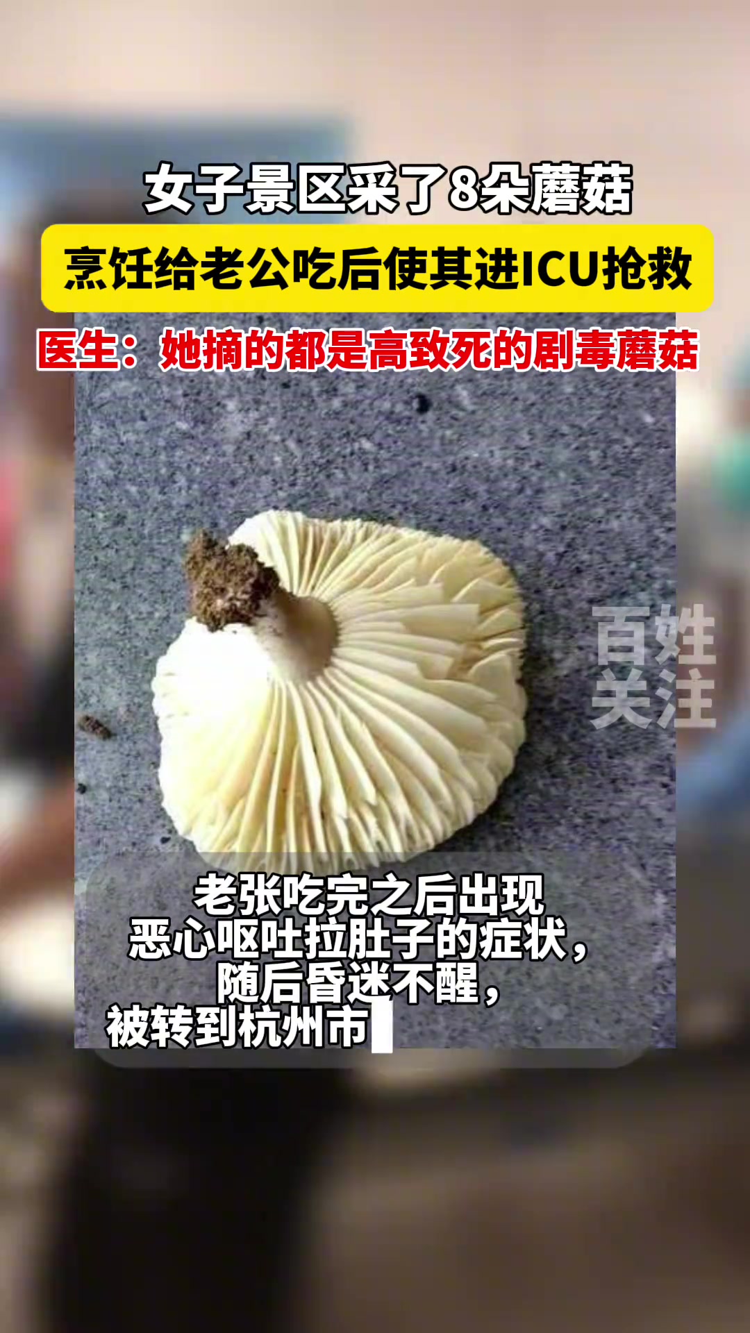 女子在景区采了8朵蘑菇，老公吃后进ICU抢救！