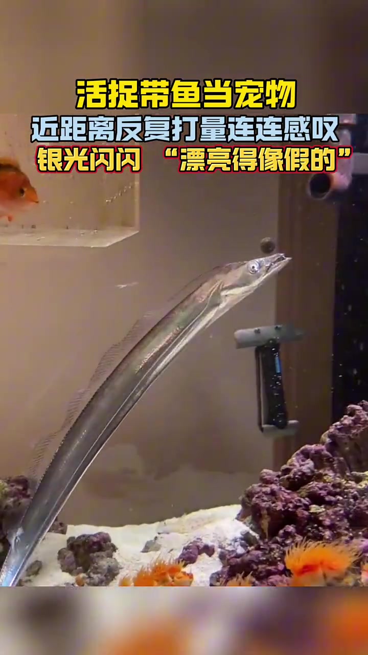 带鱼不仅是美食还极具观赏性，养肥了再吃