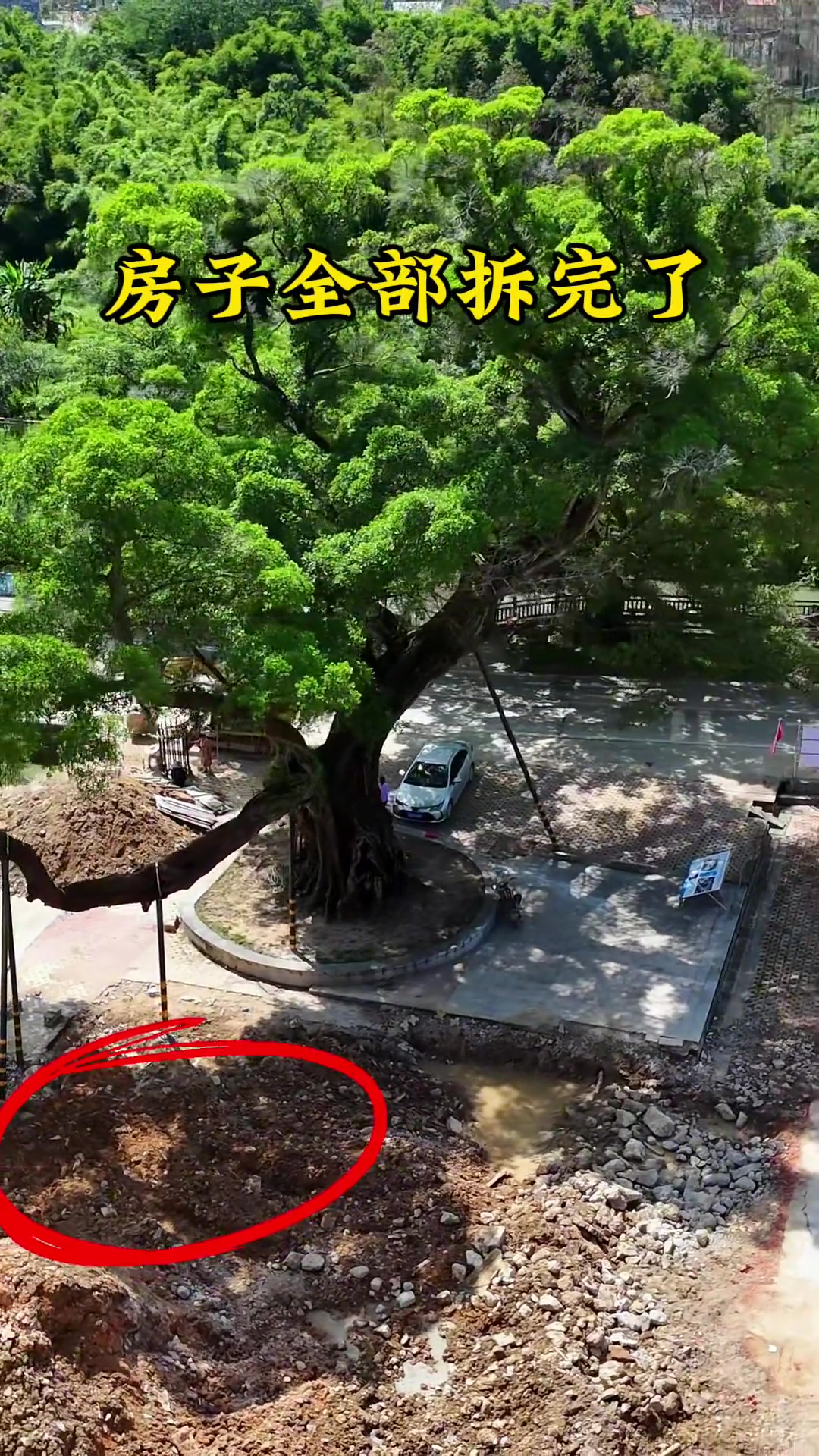 榕树长到自家阳台，又不敢砍树，房主选择把房子拆了