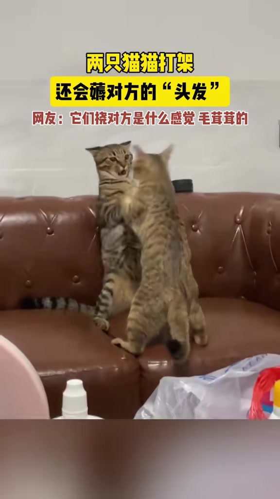坏了，和哪里的集美学来的坏习惯
