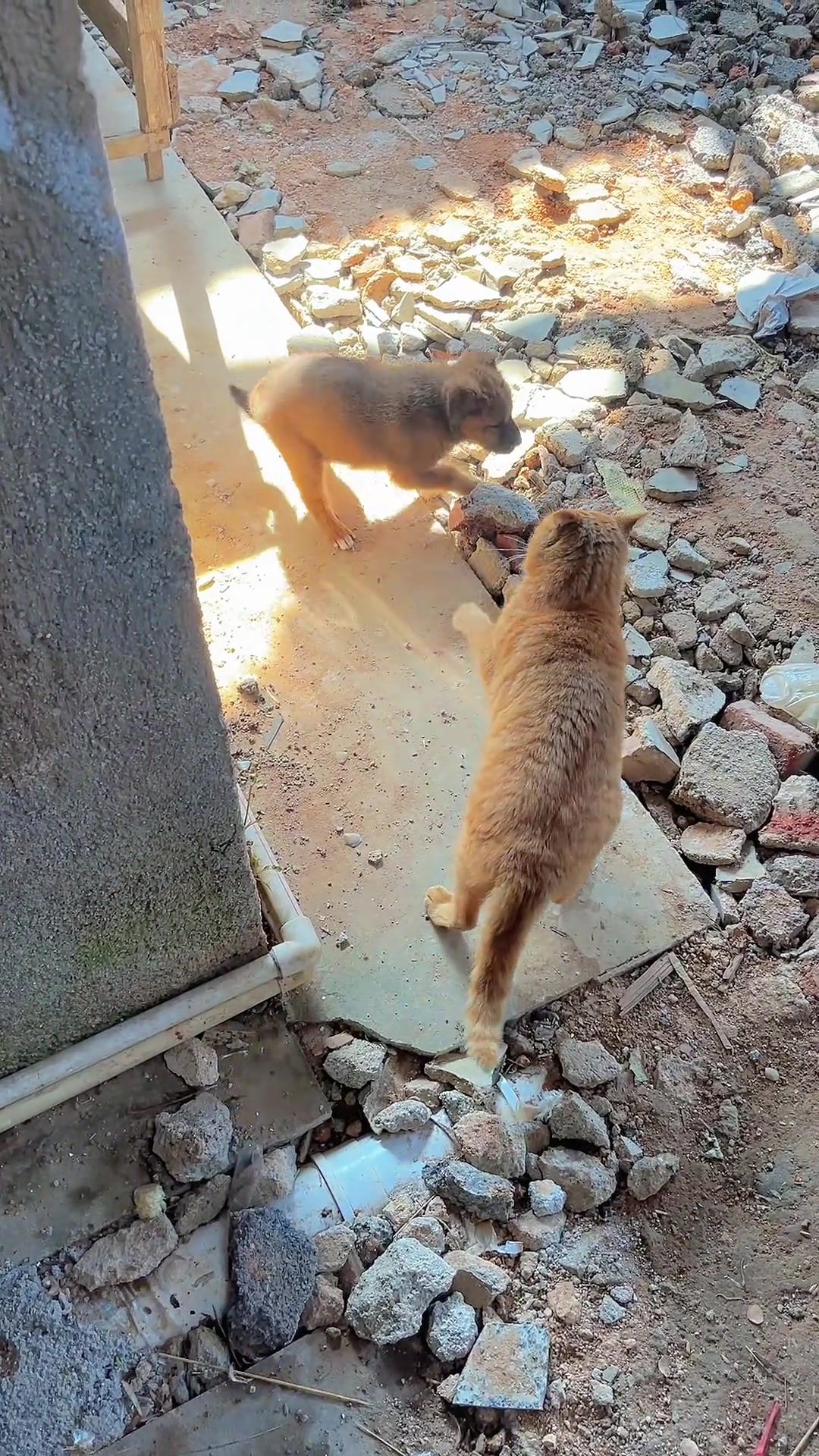 狗狗：要击掌嘛猫：