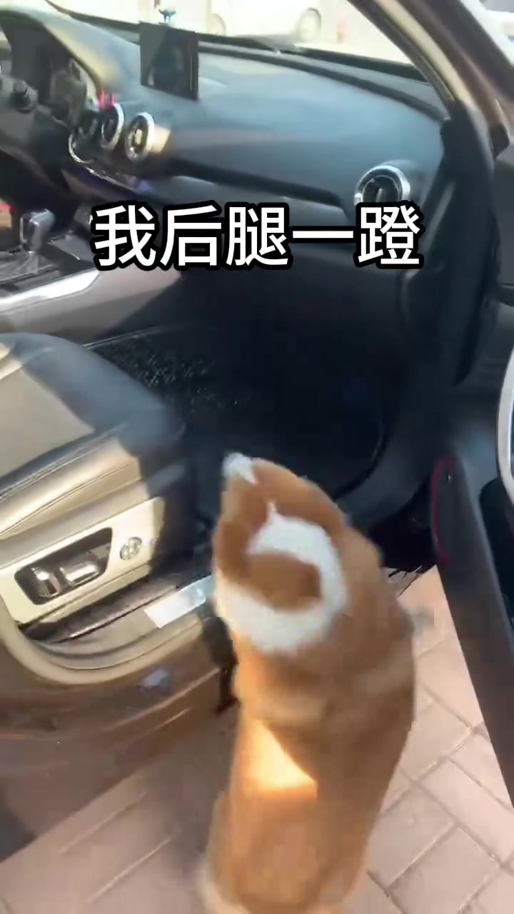 柯基小短腿真好笑