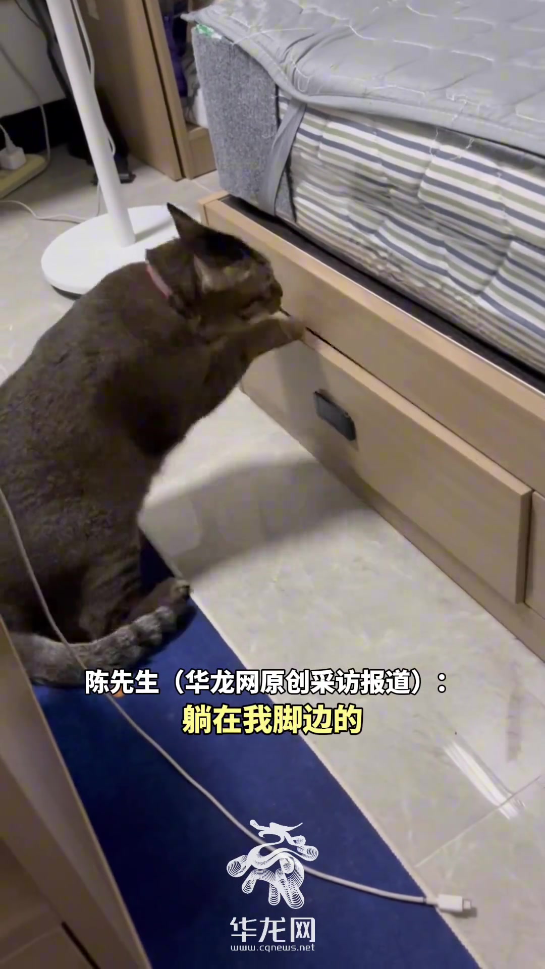 猫猫听到陌生人的脚步声，立马打开柜子把自己关里面