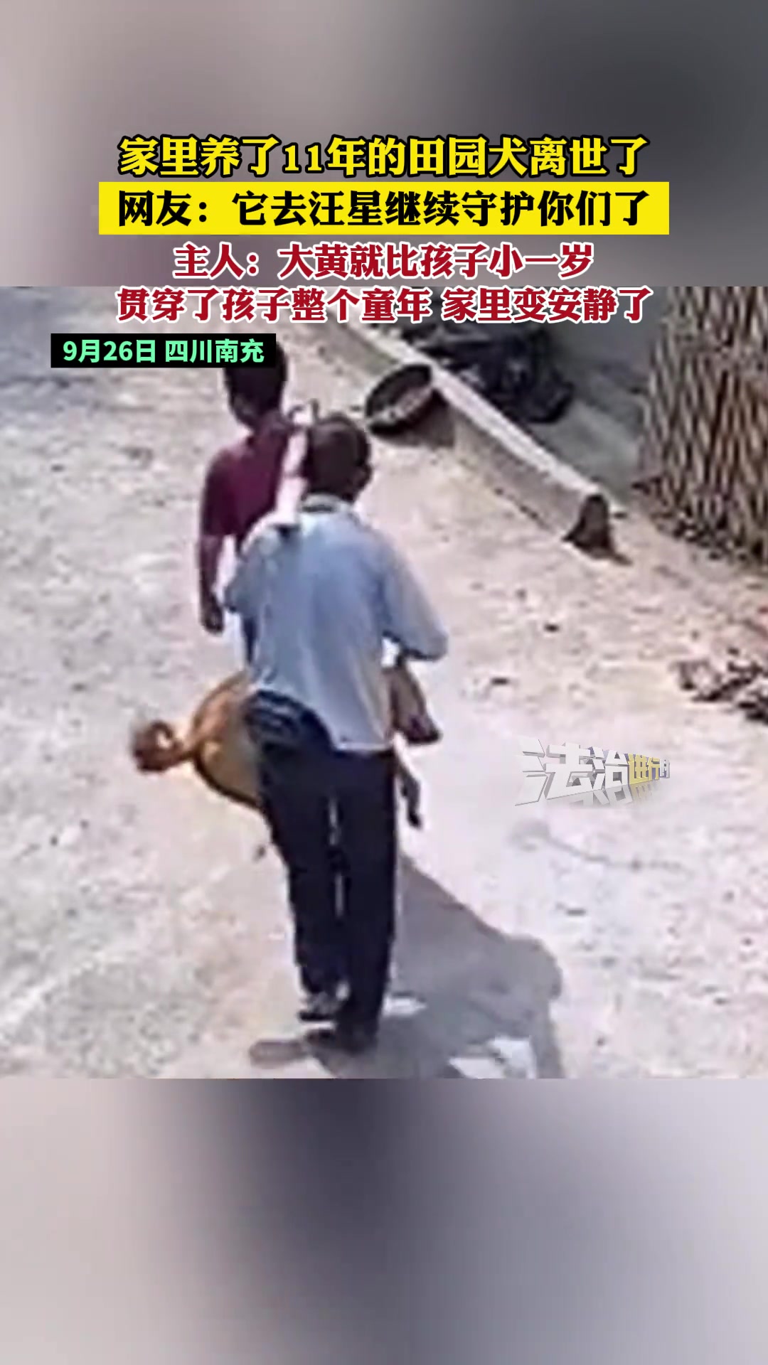 家里养了11年的田园犬离世了，贯穿了孩子整个童年家里变安静了