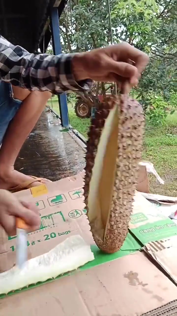 这个榴莲过分了哈！纯纯水果刺客！！