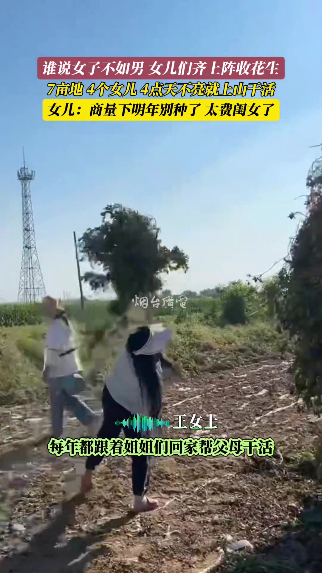 谁说女子不如男4个女儿齐上阵帮父母收花生