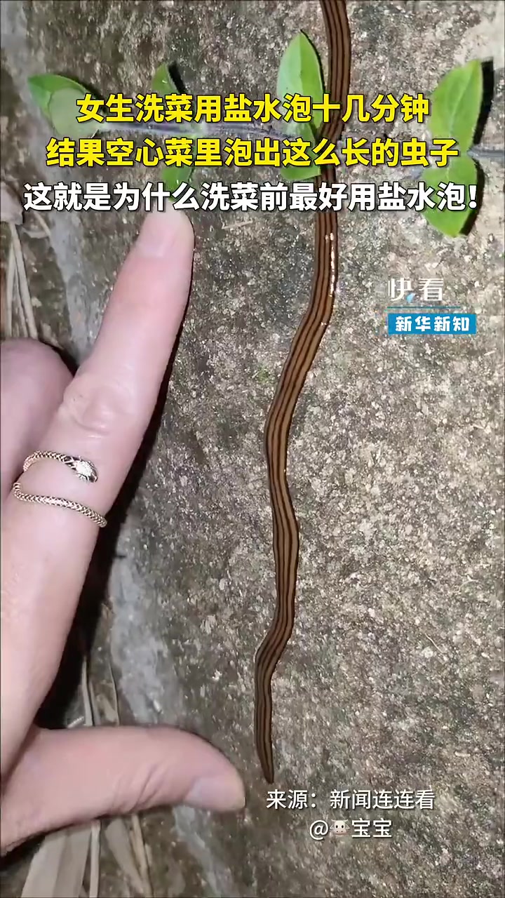 女生洗菜用盐水泡出虫子！