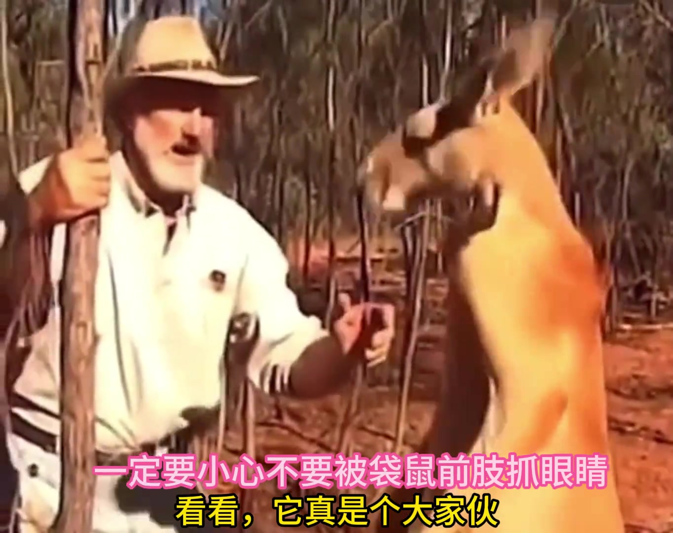 大佬教你如何对付要攻击你的袋鼠
