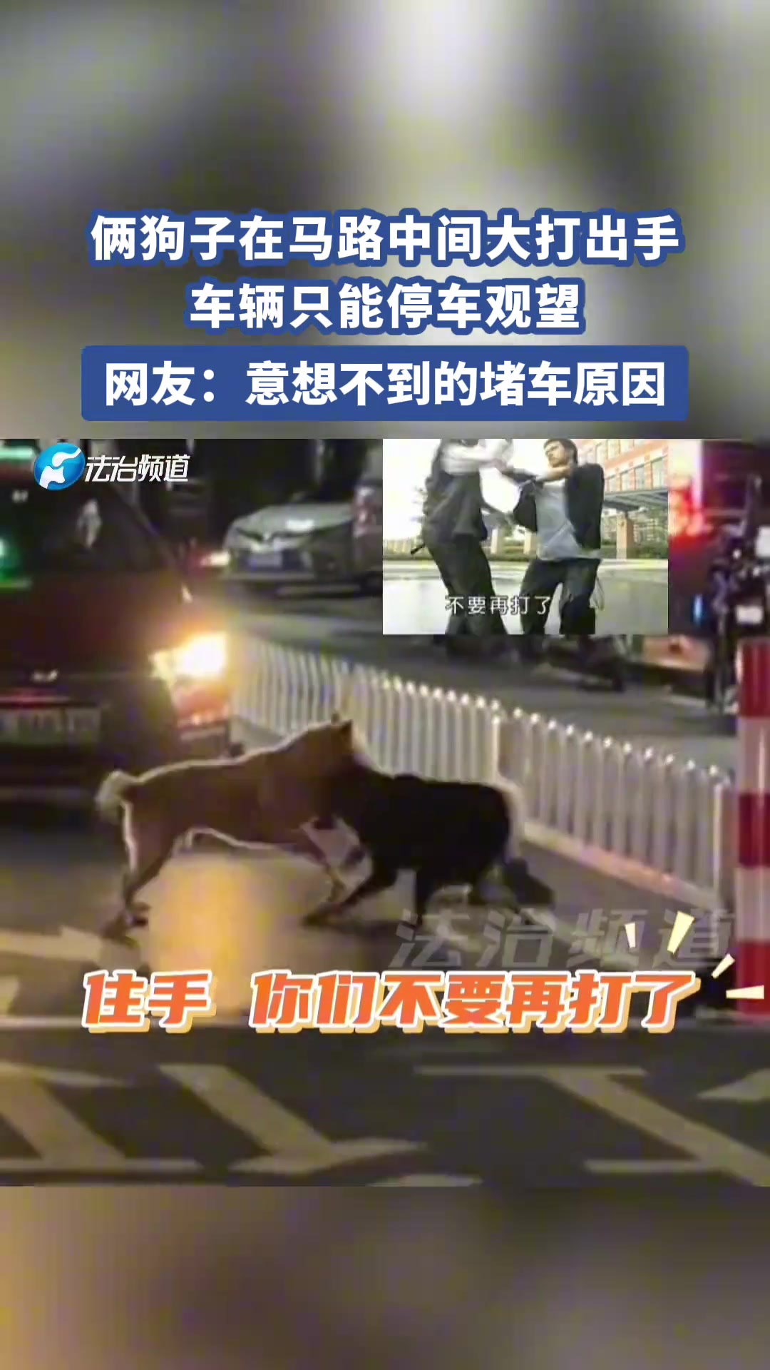 俩狗子在马路中间大打出手车辆只能停车观望