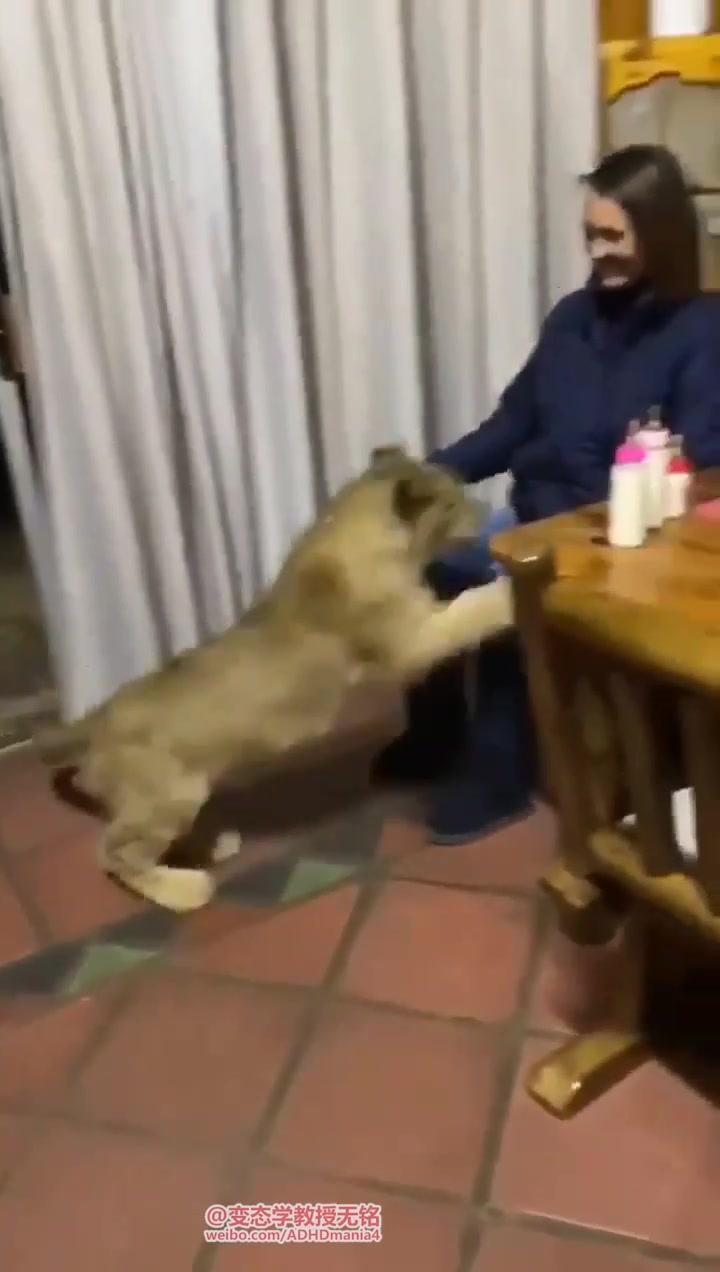 爱喝奶的南美金渐层小猫咪