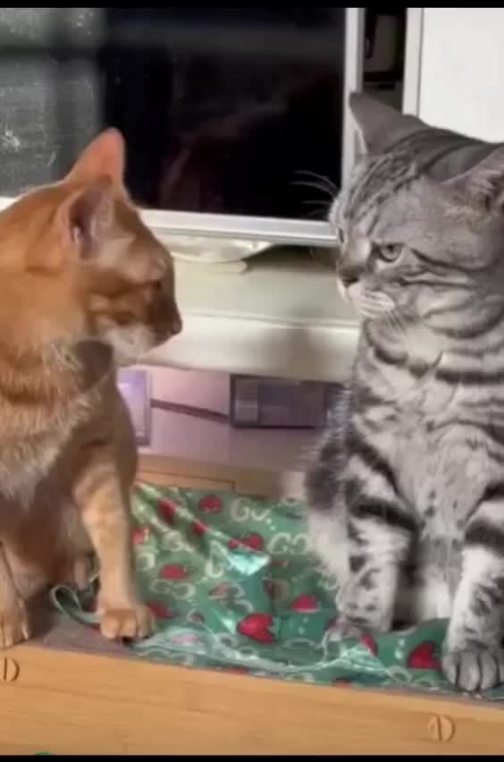 小猫咪一边大叫一边按住同伴想打它的那只手