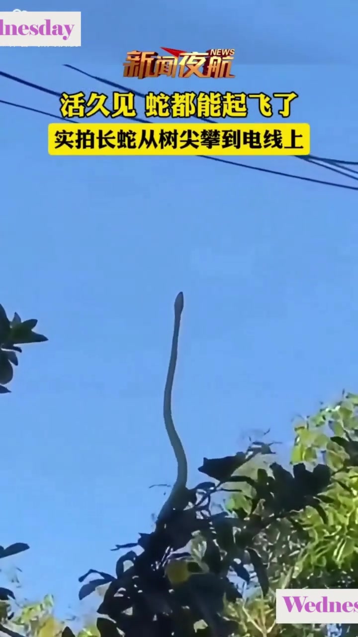 活见久蛇都能起飞了
