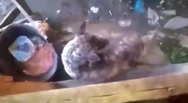 黑狗：我看看你怎么个事儿黄狗：我不知道啊！