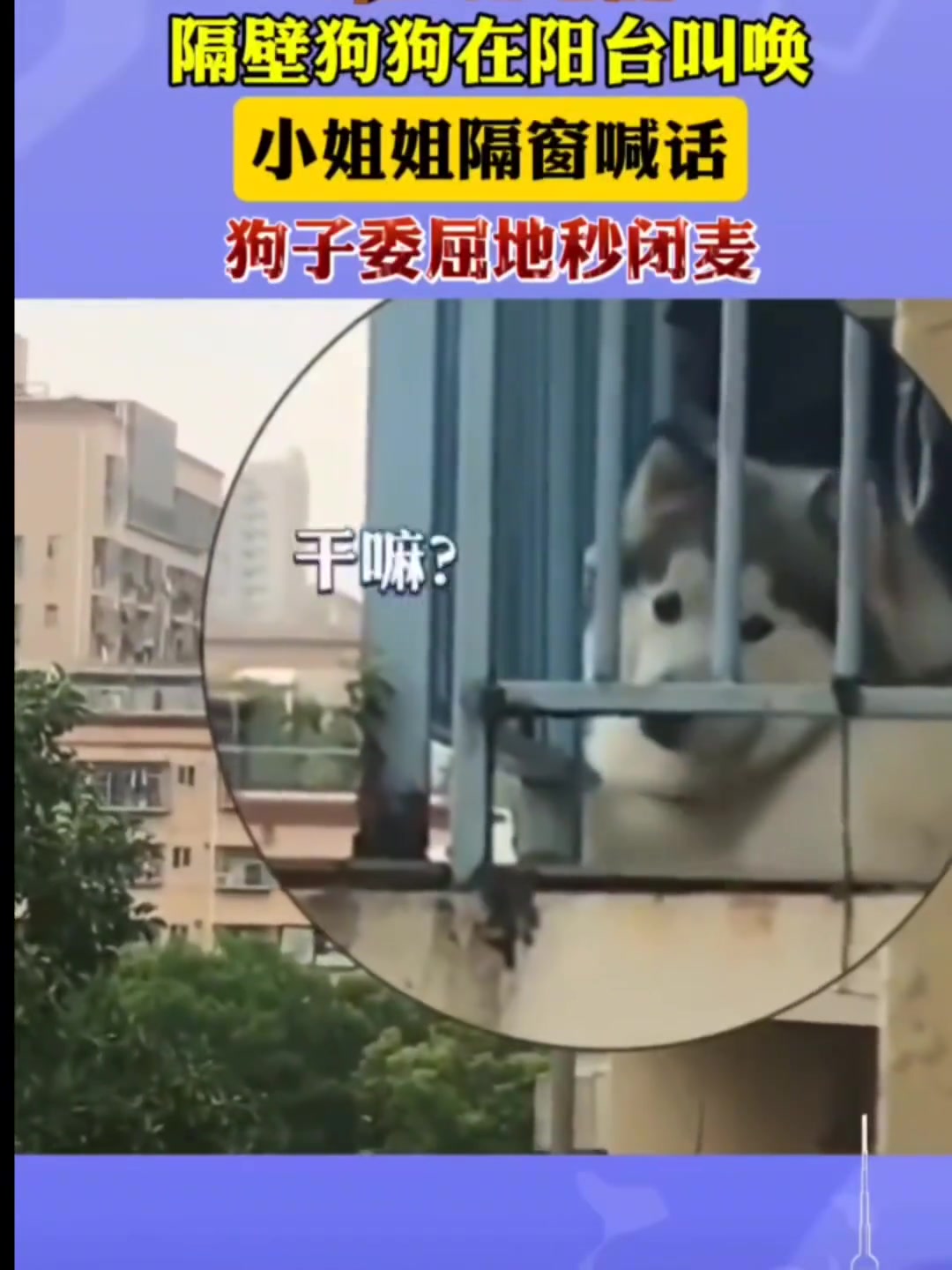 哈哈哈哈，关键是它好像听懂了