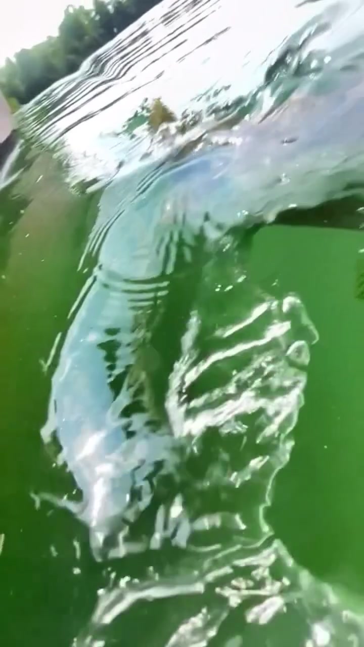 水下视角大鱼吃小鱼！！很有压迫感！！