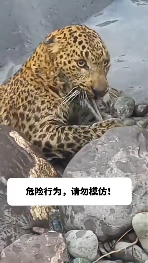 给它来个逗猫棒！！花豹受伤被困，但不接受人类营救！！