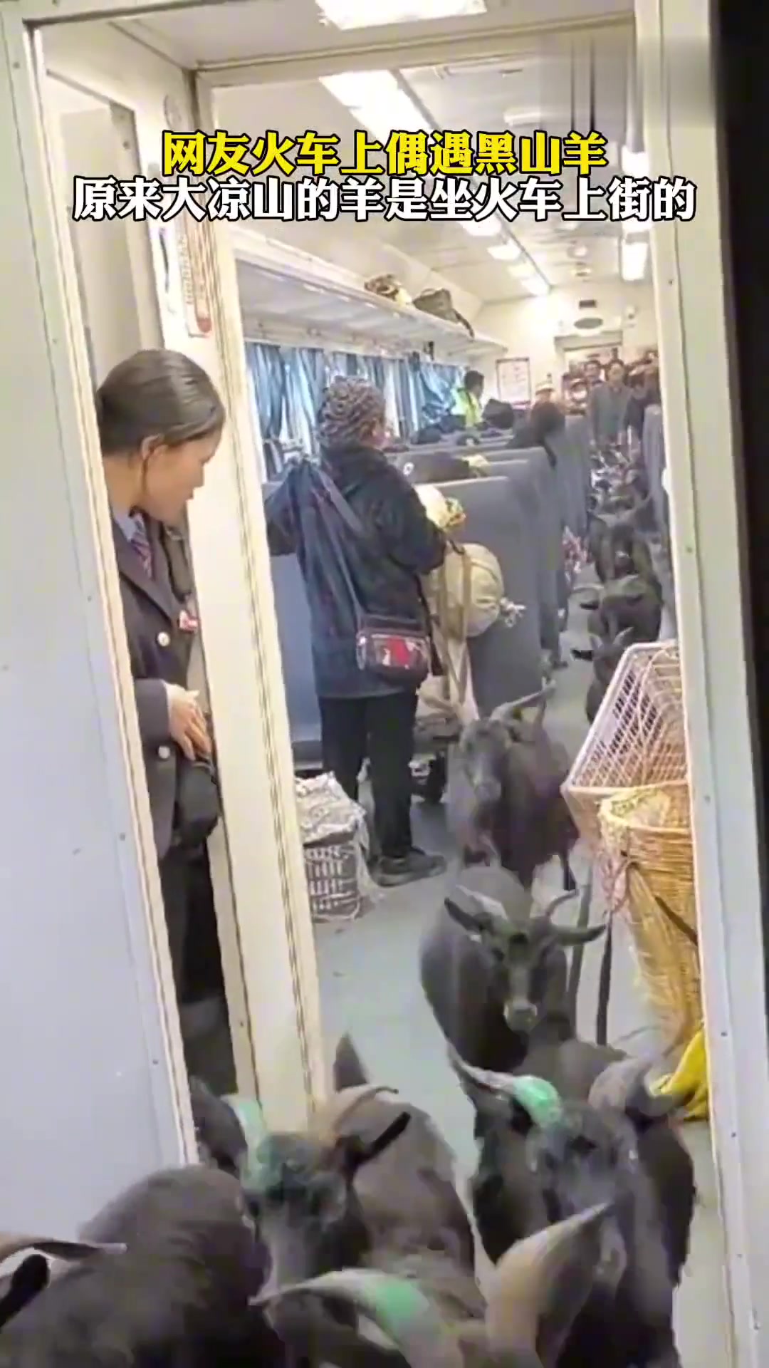 原来大凉山的羊是可以坐火车上街的！
