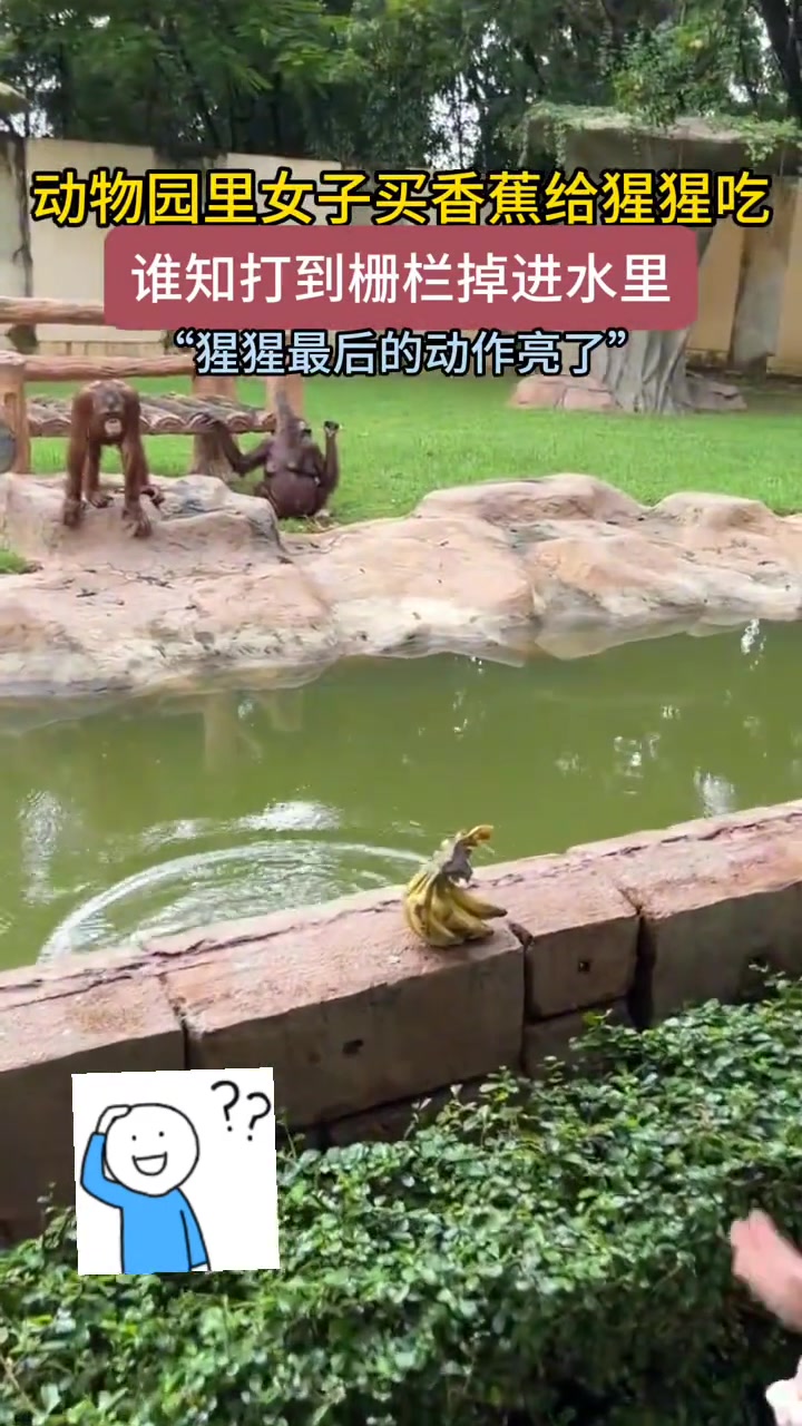 现在的猩猩都学会反讽了吗