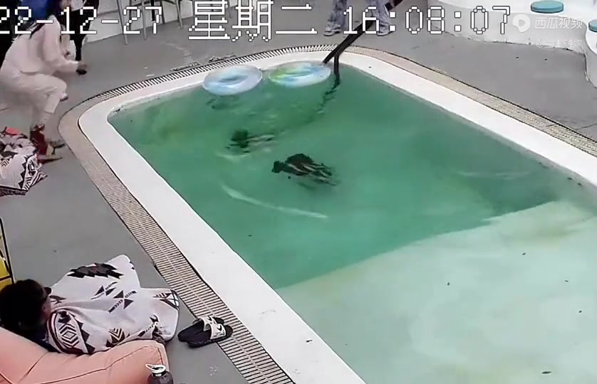 这把傻狗两个字体现得淋淋尽致