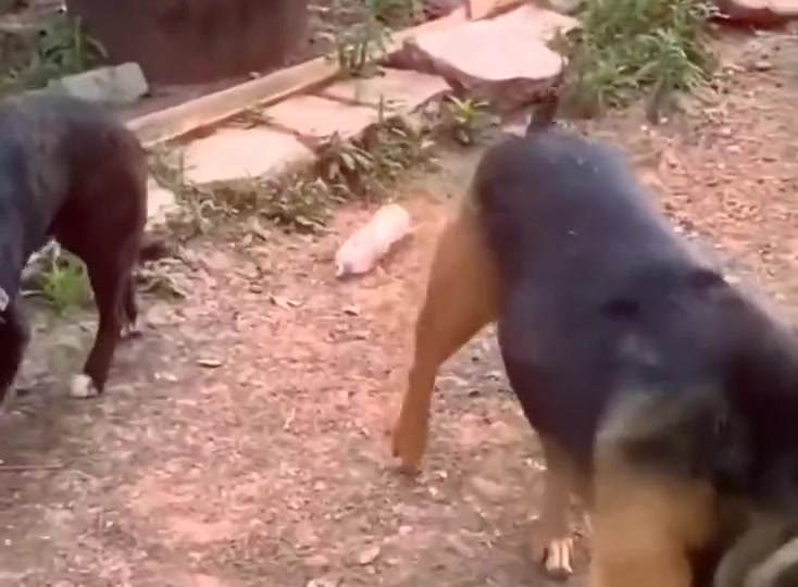 哇哦酷狗