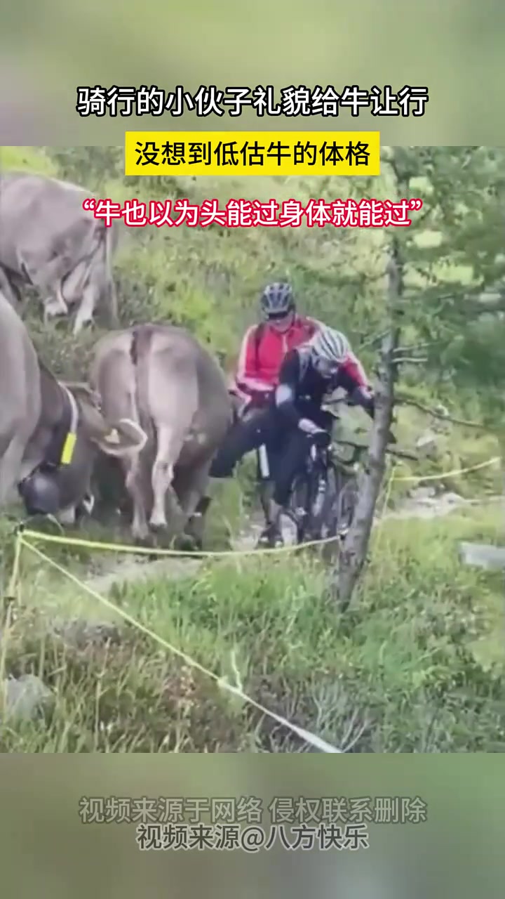 牛以为头能过身体也能过