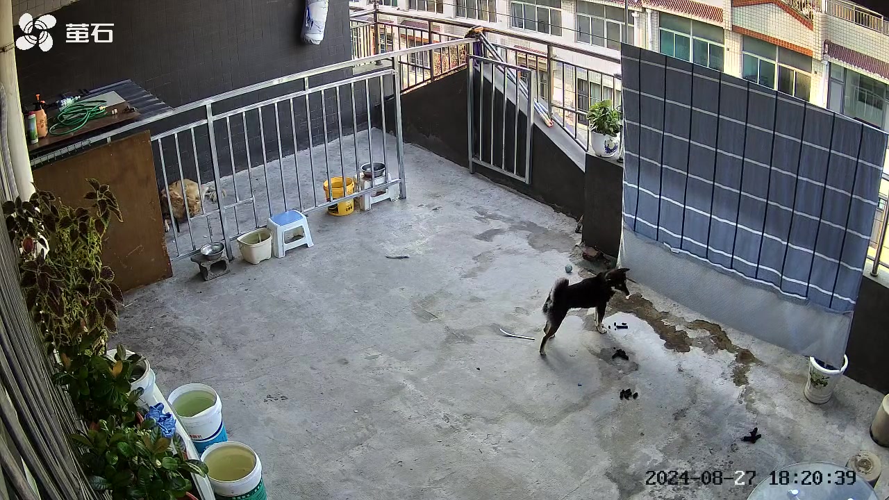 大黄：看这傻狗，完犊子了