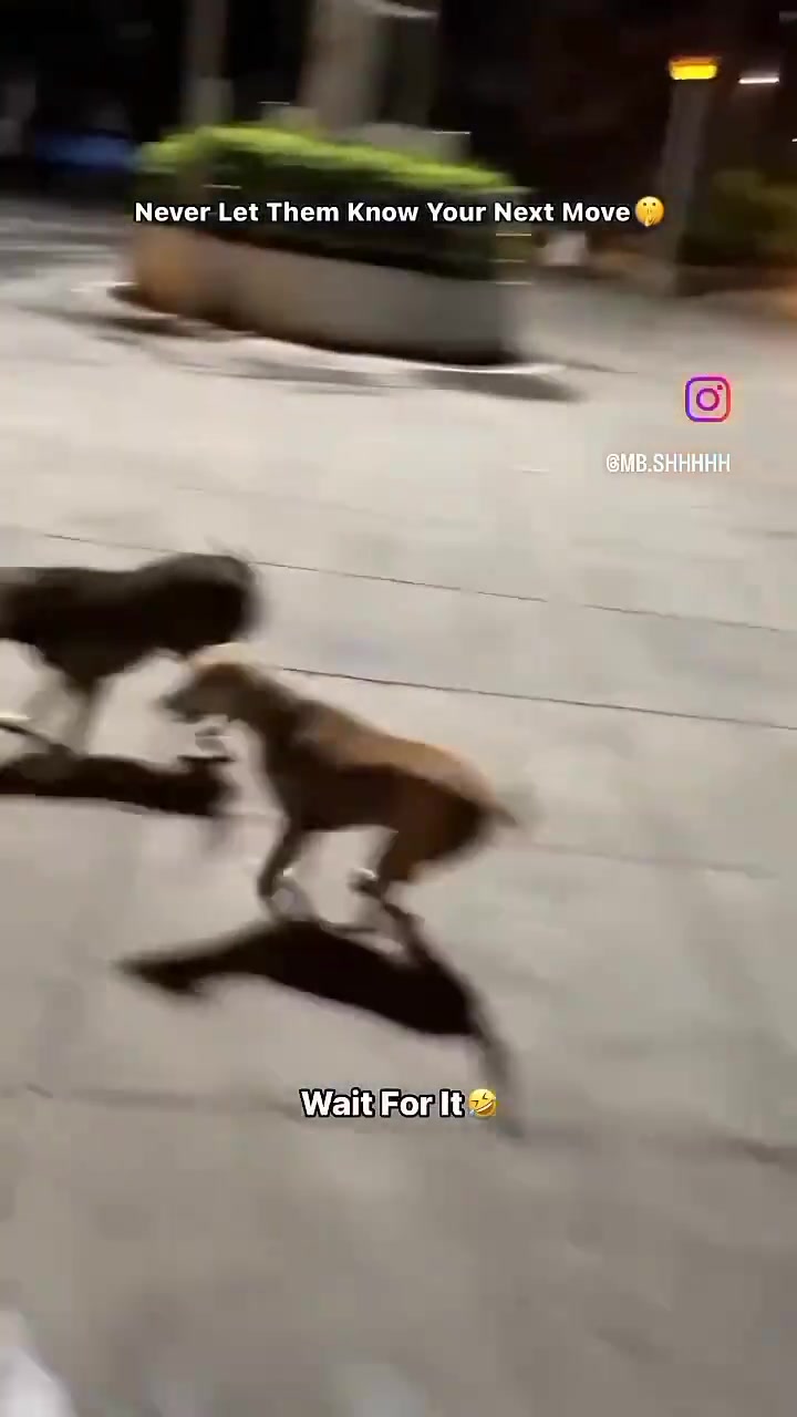 狗你跑啊！你跑啊！给我急死了，把兄弟干一顿