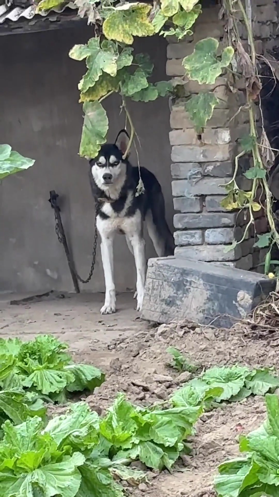 我笑死咋这么丑