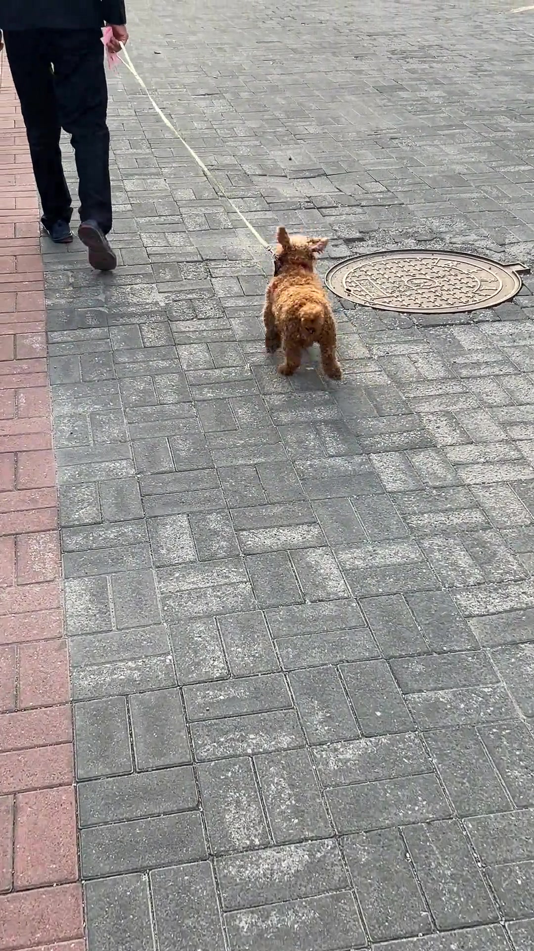 摇头晃脑的小狗