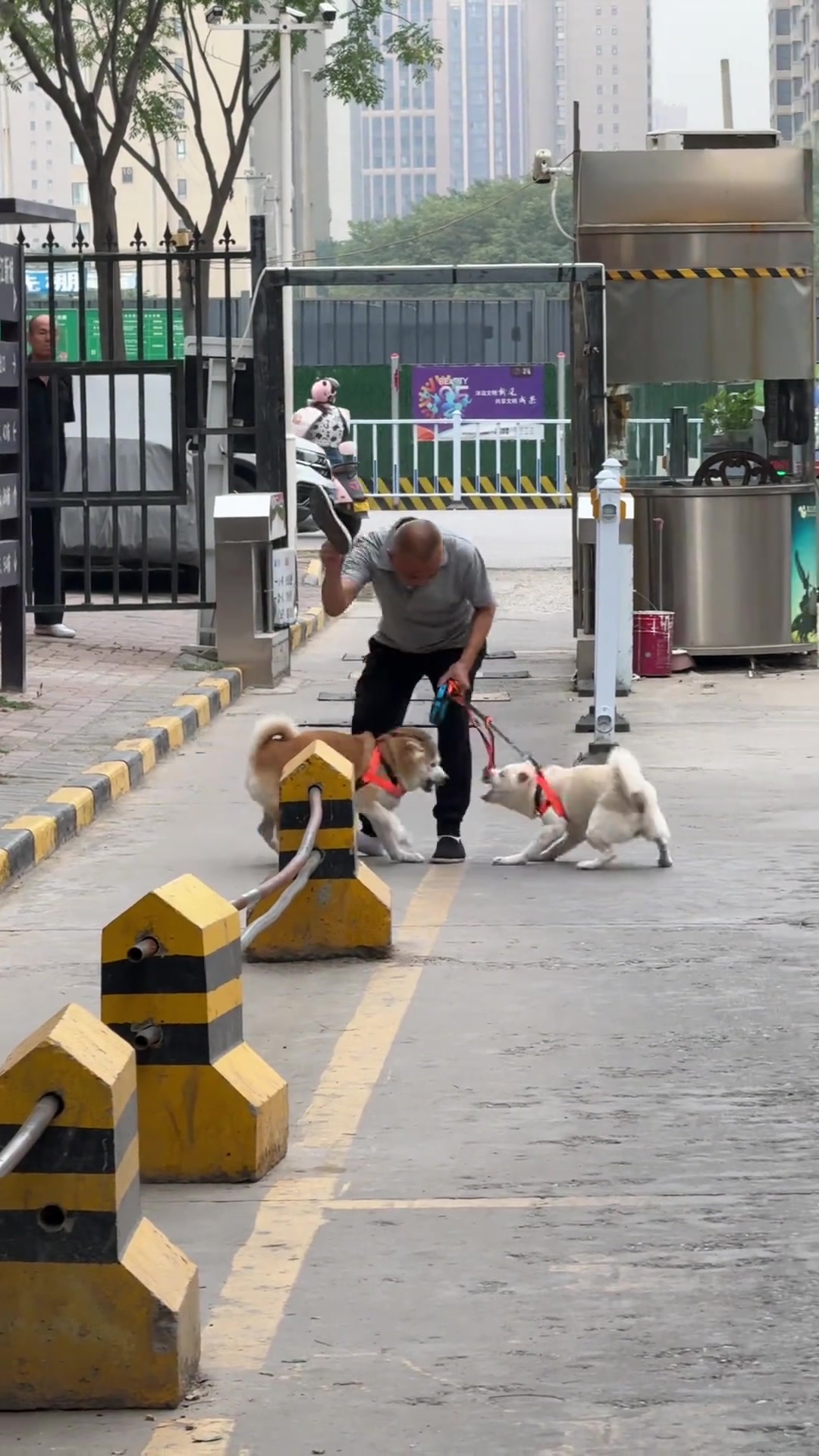 爷不偏不向一狗一个大笔兜