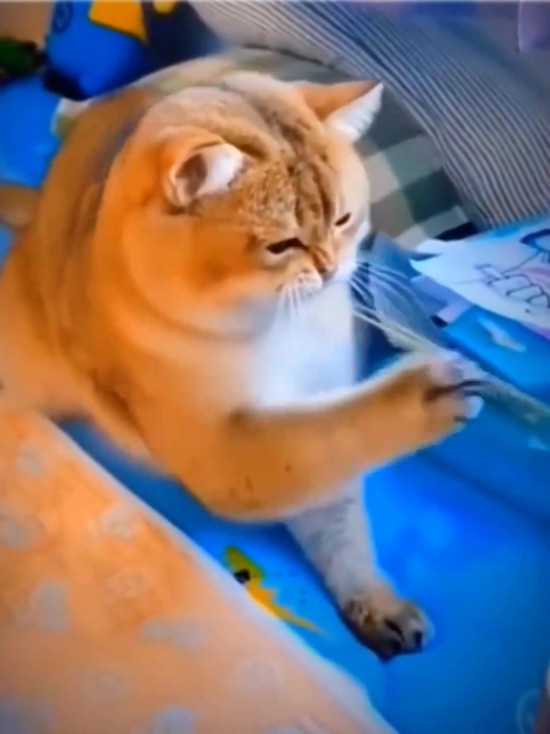 刚开始，以为小猫咪会弹琴呢，看到最后，我笑了