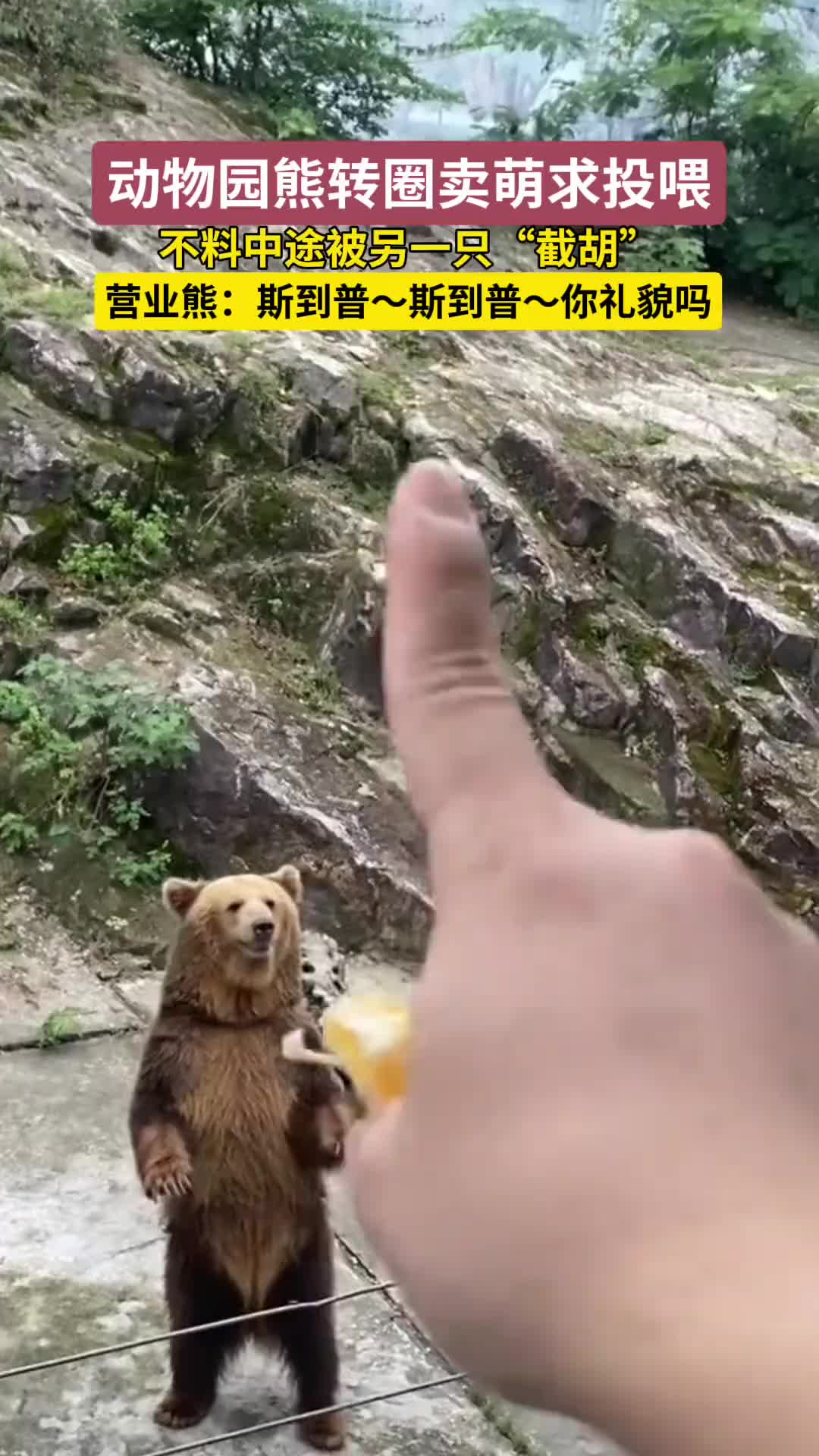 熊熊转圈卖萌求投喂，不料被“截胡”！
