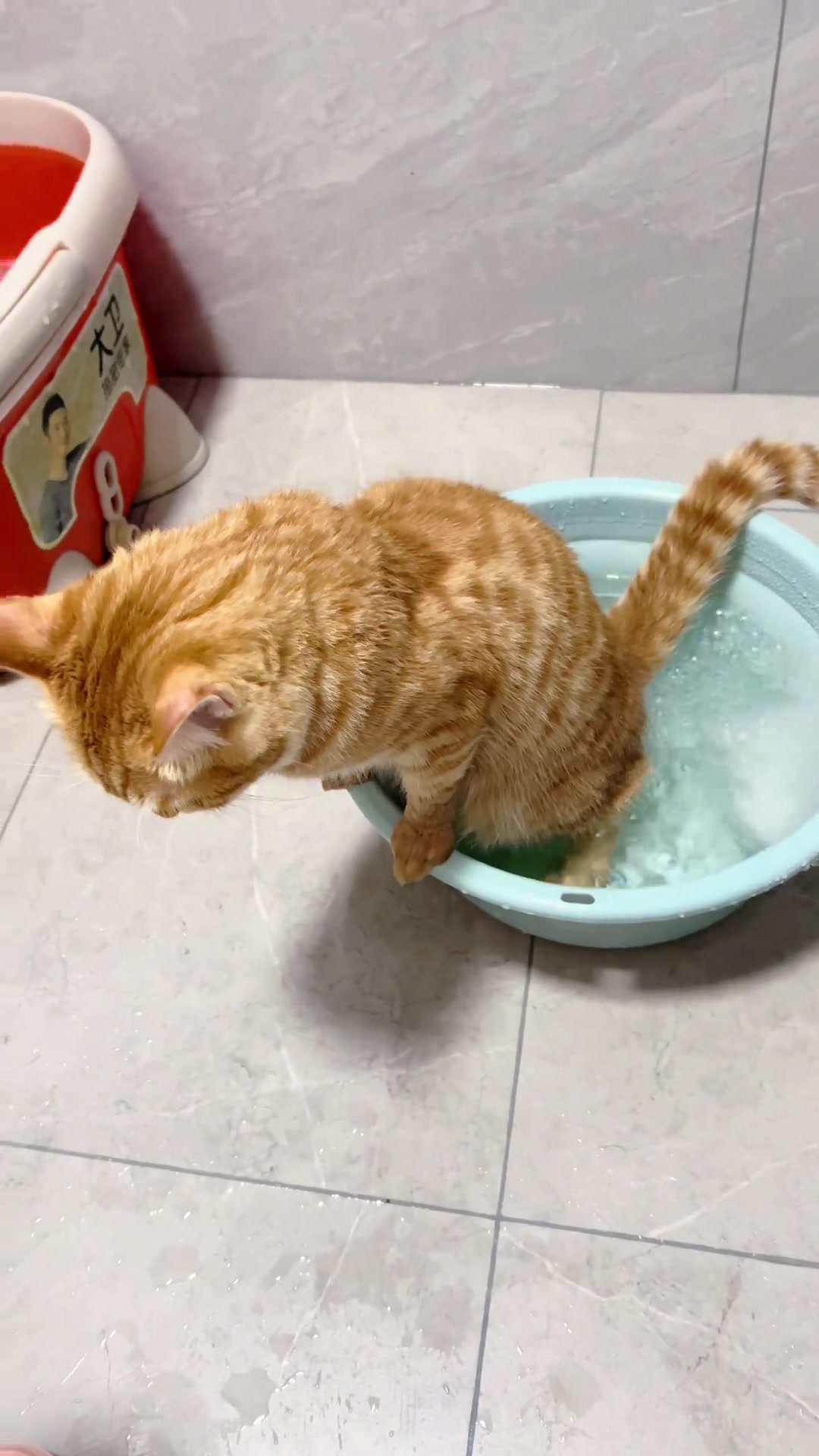盆中水逐渐变黄
