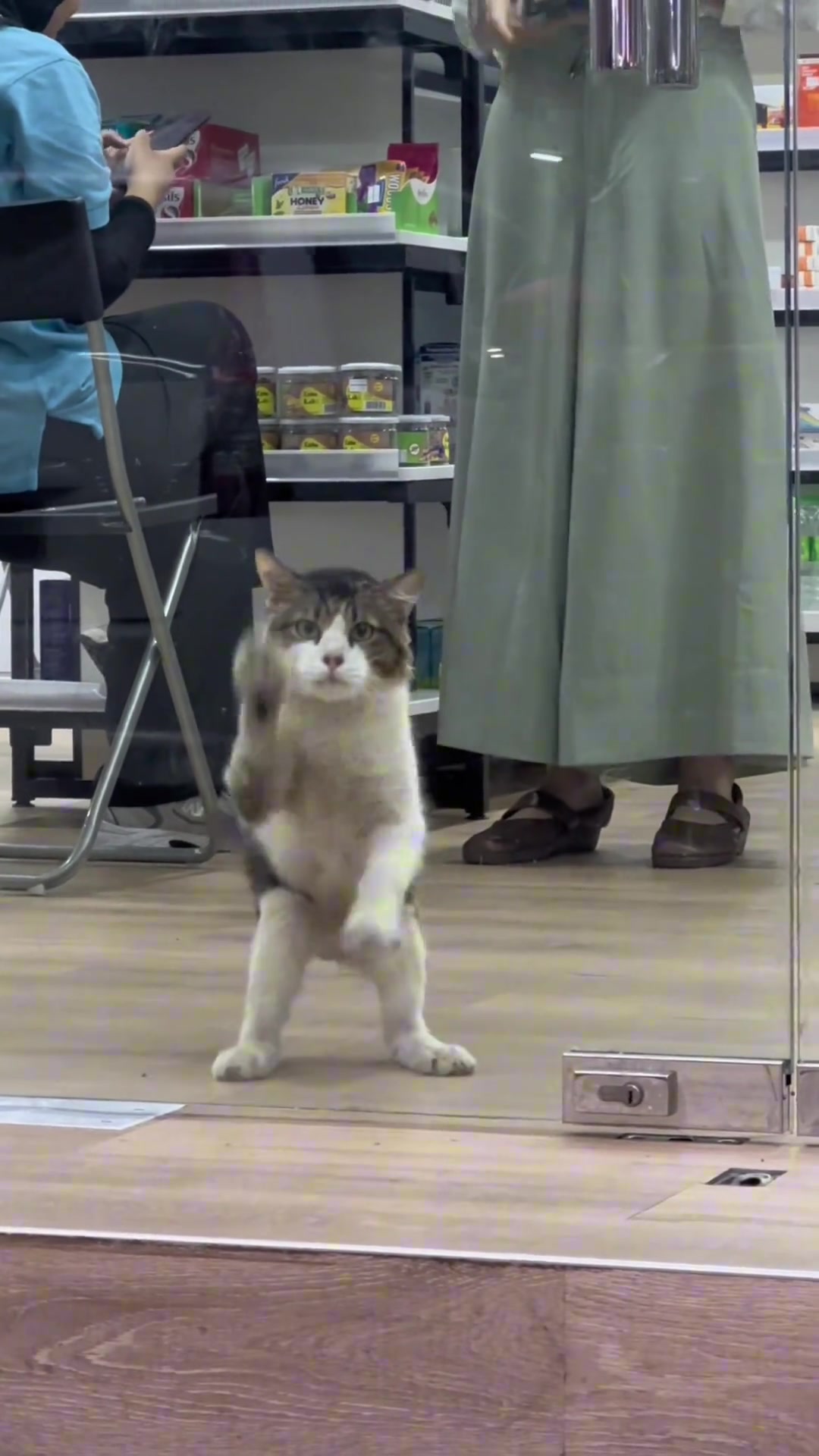 这猫长得好猥琐哈哈哈哈