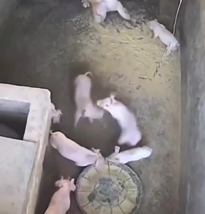 天上掉下来的小猪仔