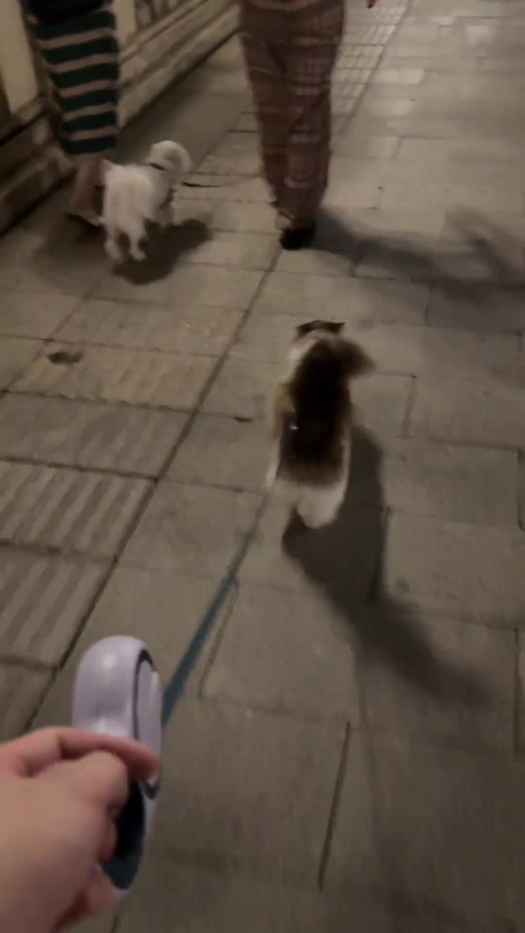 它比人家狗还大