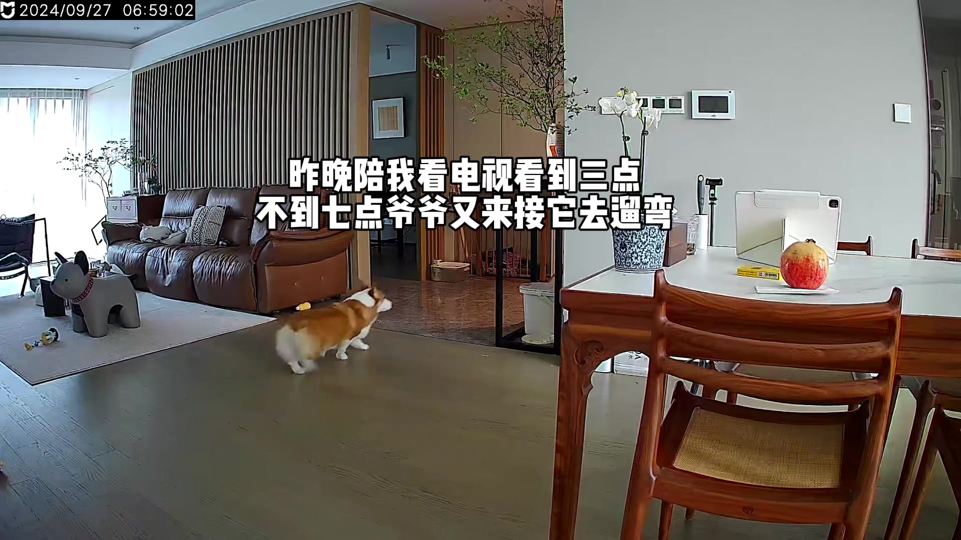 看吧，睡太晚狗都起不来